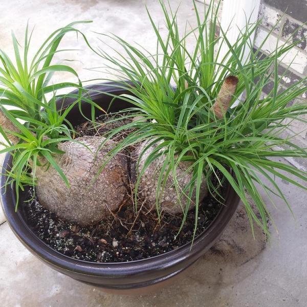 ponytail palm planting instructions