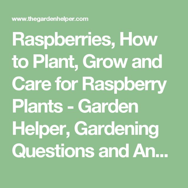 raspberry plant care instructions