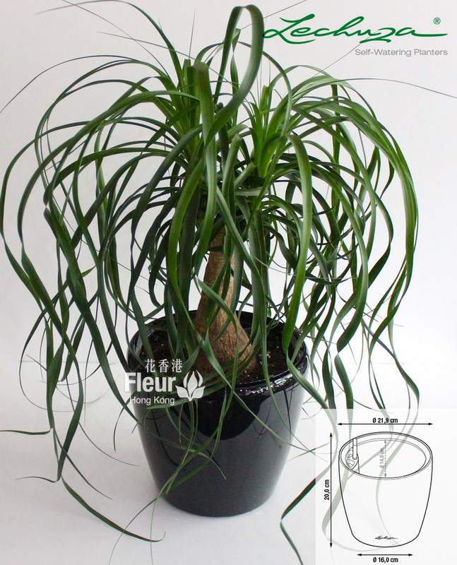 ponytail palm planting instructions