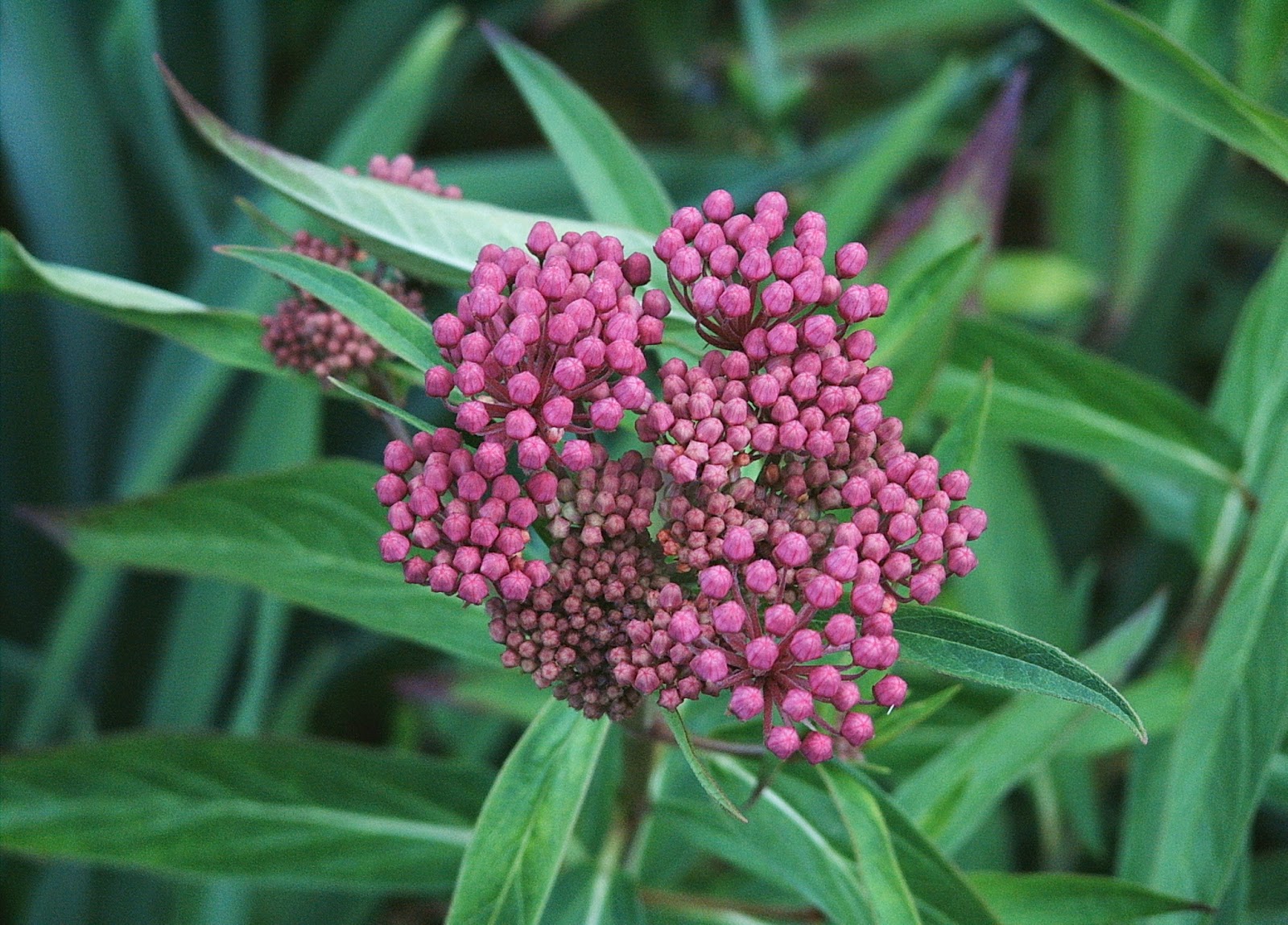 planting instructions for asclepias incarnata