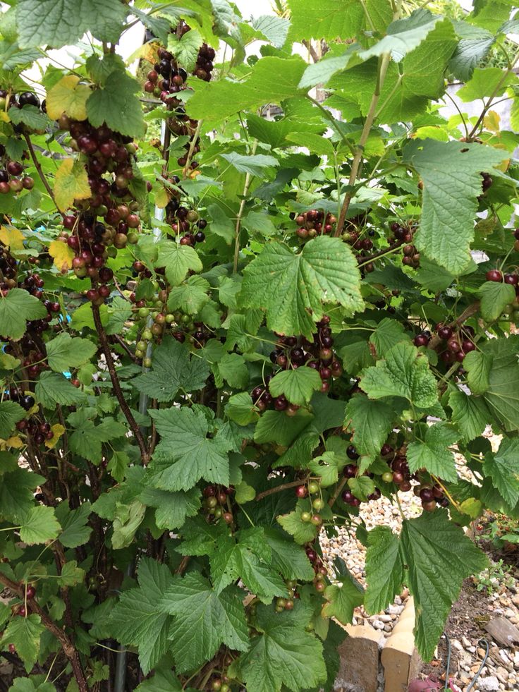 raspberry plant care instructions